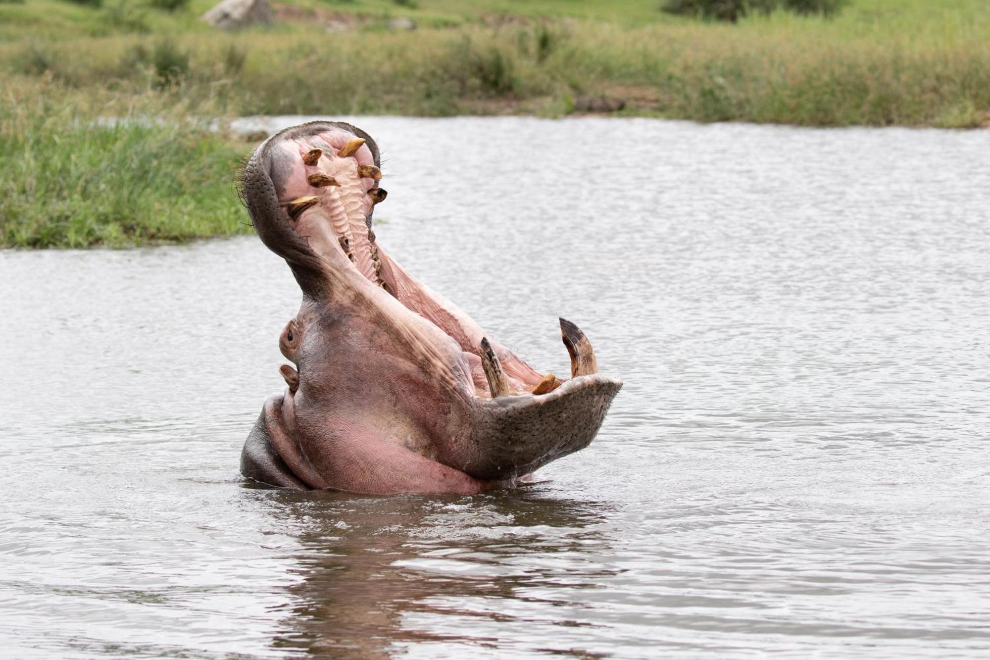 Tomo Safari Lodge Hoedspruit Kültér fotó