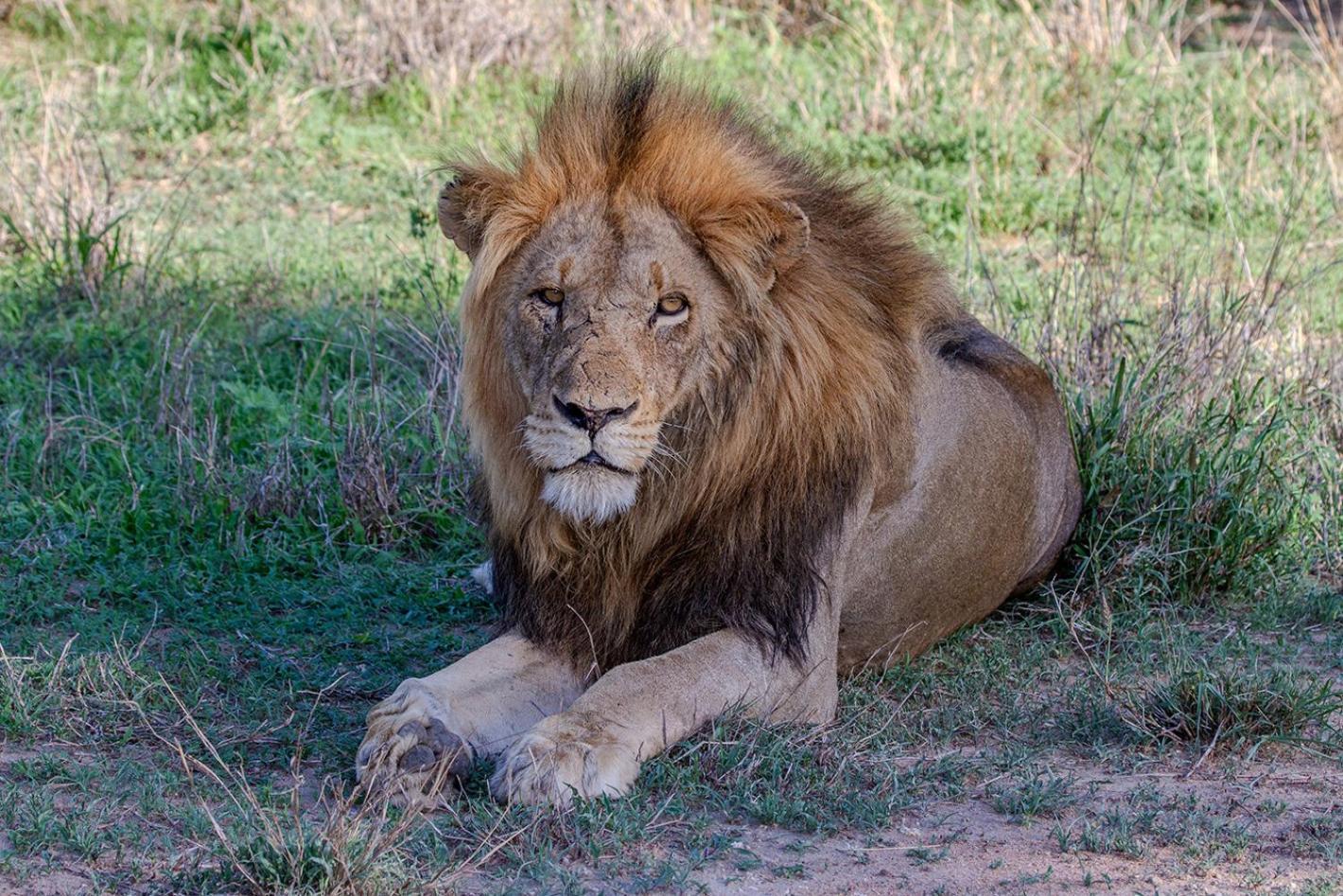 Tomo Safari Lodge Hoedspruit Kültér fotó