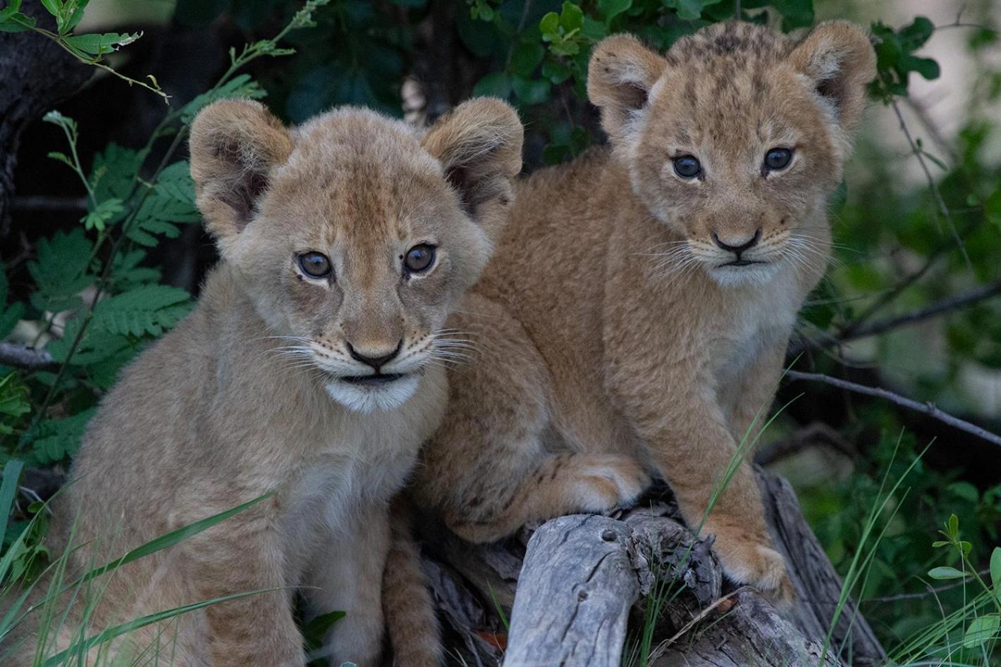 Tomo Safari Lodge Hoedspruit Kültér fotó